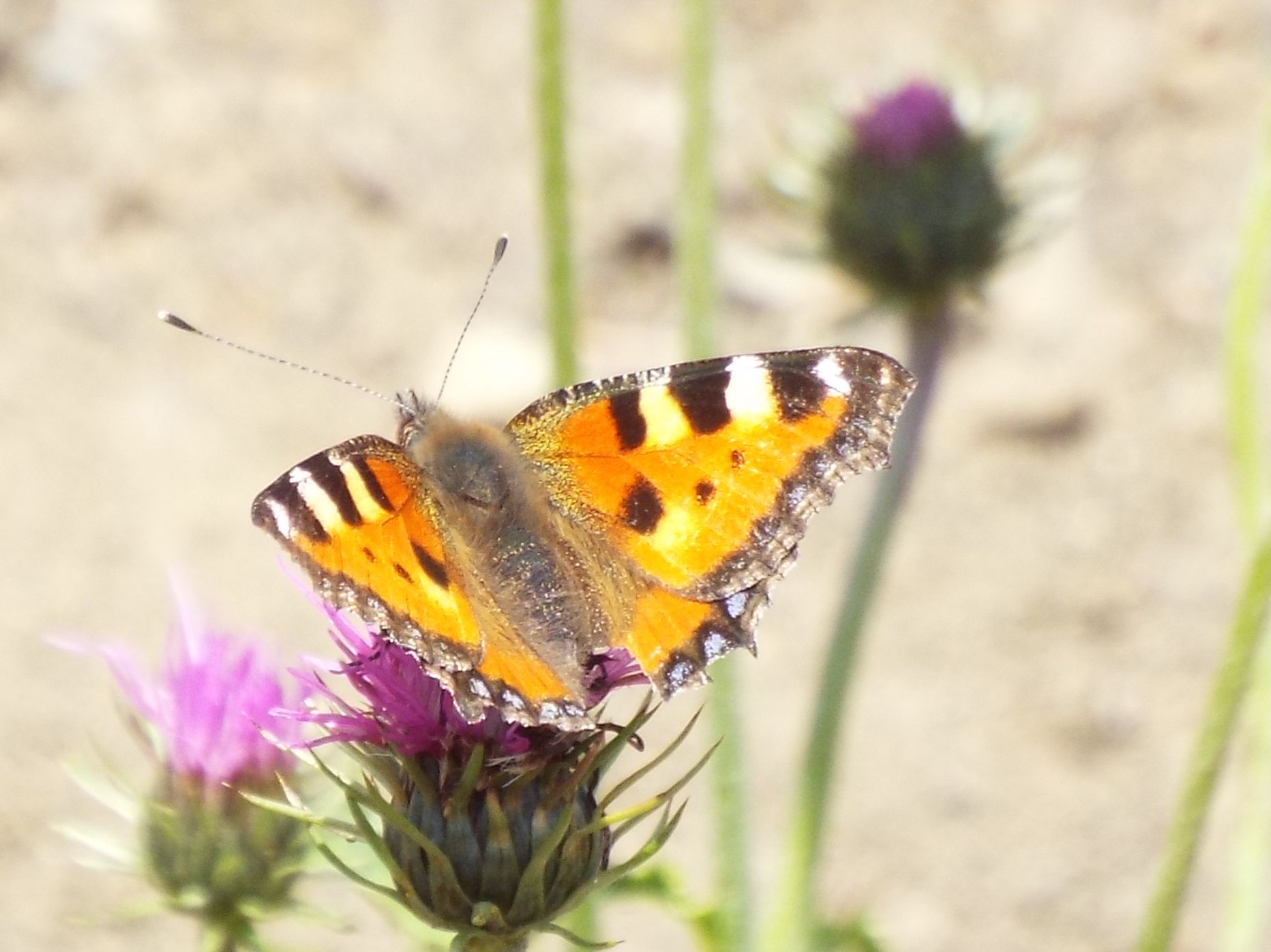 Vanessa cardui e Aglais urticae